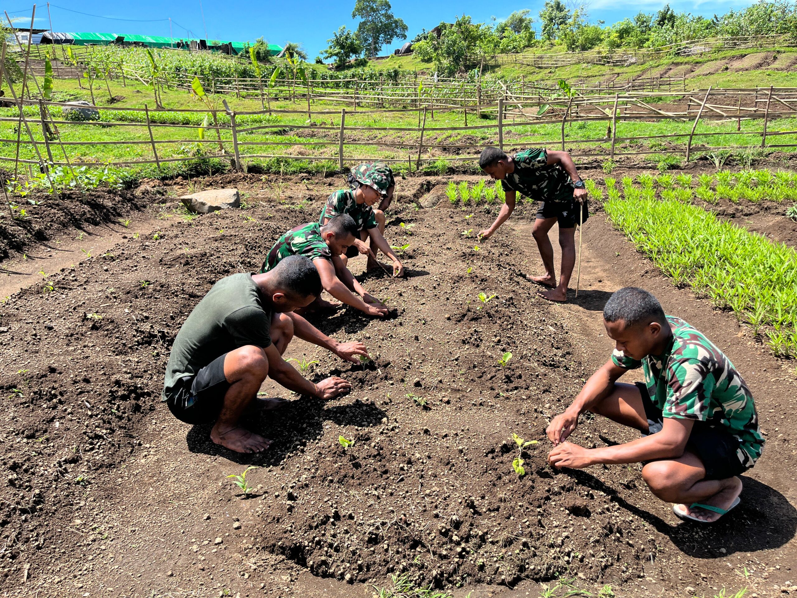 Lahan Tidur di Mako Brigif TP 31/PS Pekat Disulap Jadi Kebun Produktif oleh Prajurit Denma